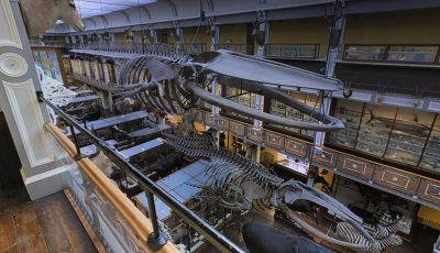 Natural History Museum of Ireland – Floor 3