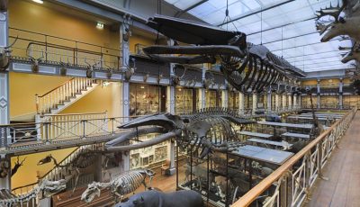 Natural History Museum of Ireland – Floor 2