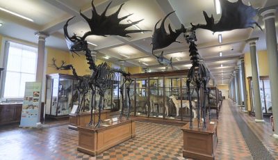 Natural History Museum of Ireland – Ground Floor