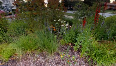 Helen’s Rain Garden