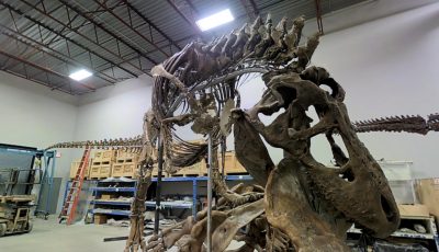 Smithsonian’s National Museum of Natural History: Inside a T. rex