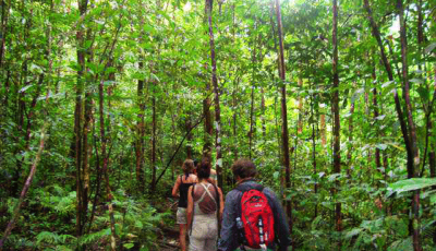 Costa Rican Jungle 3D Model virtual field trip thumbnail