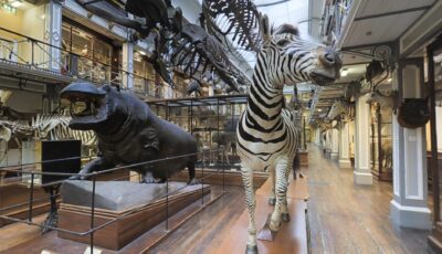 National Museum of Ireland – Natural History